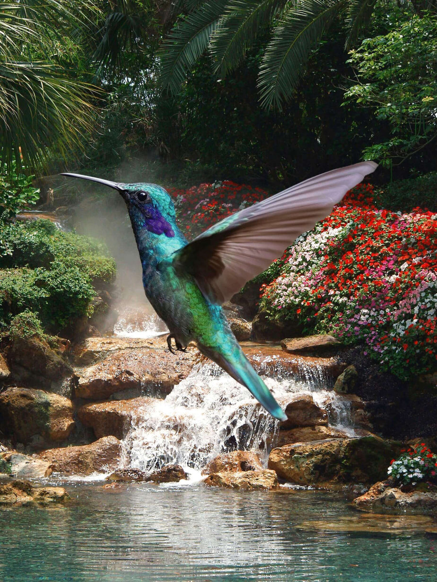 Elcommerce 4K Bild und Video Kolibri